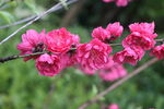 桃花盛开