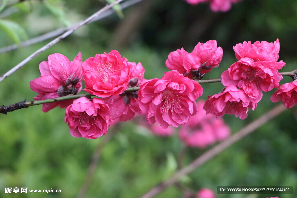 桃花盛开