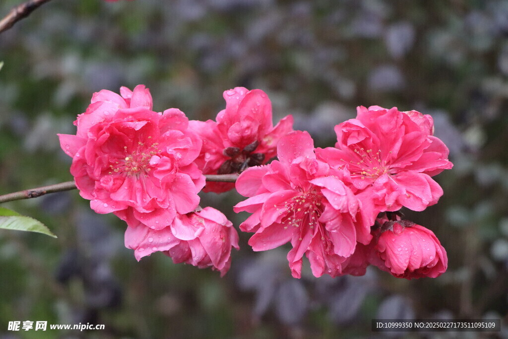 桃花