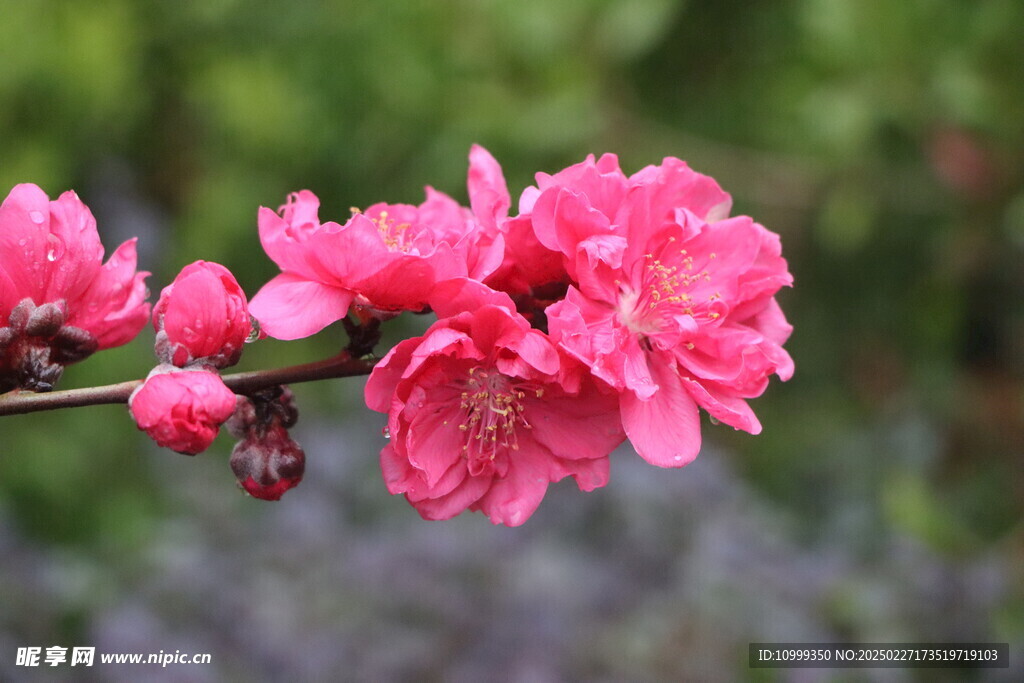 桃花