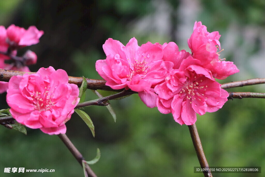 桃花