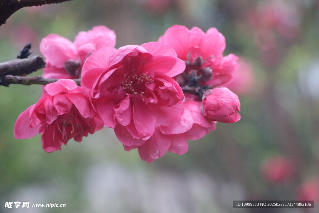 桃花