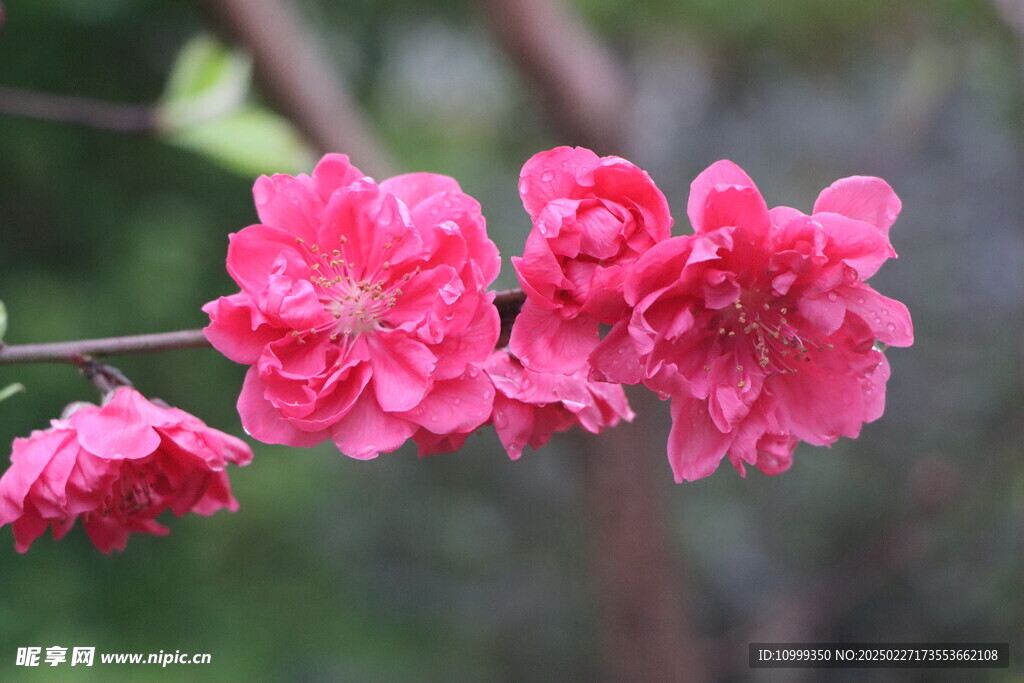 桃花