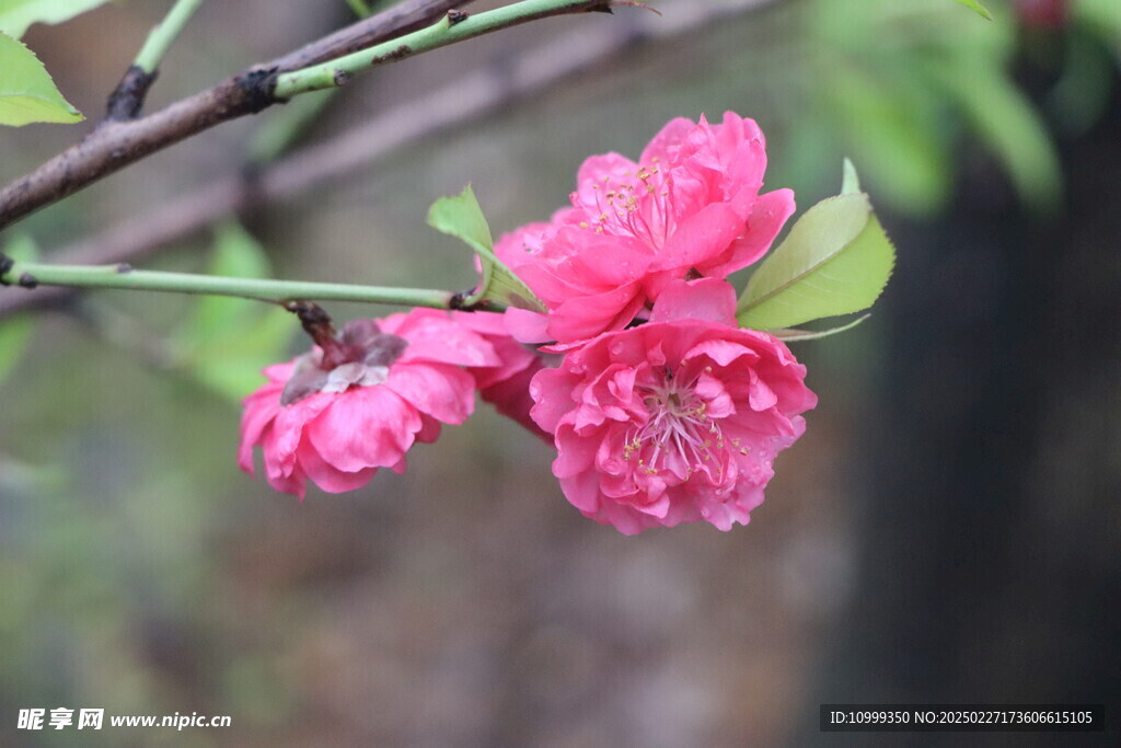 桃花