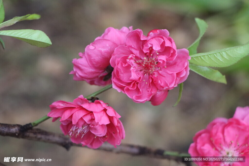 桃花