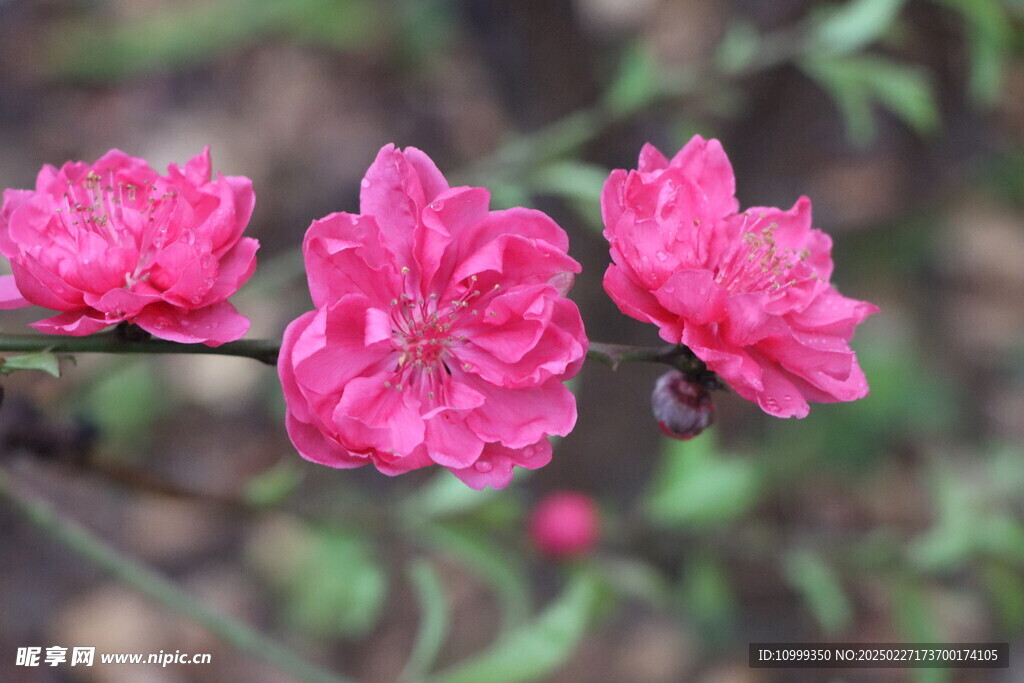 桃花