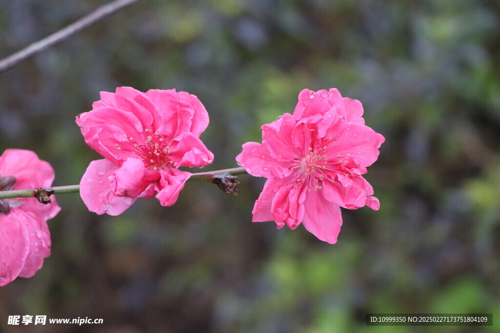 桃花