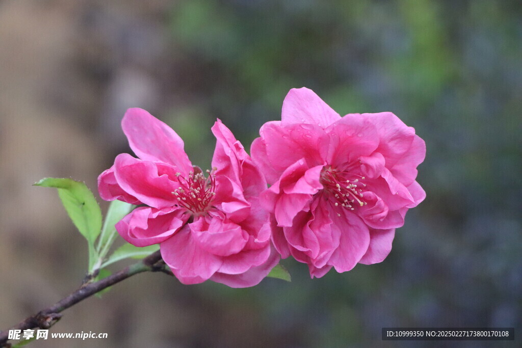 桃花