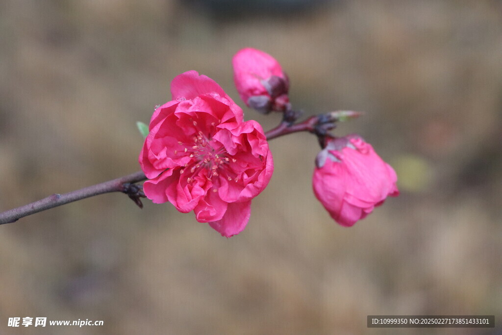 桃花