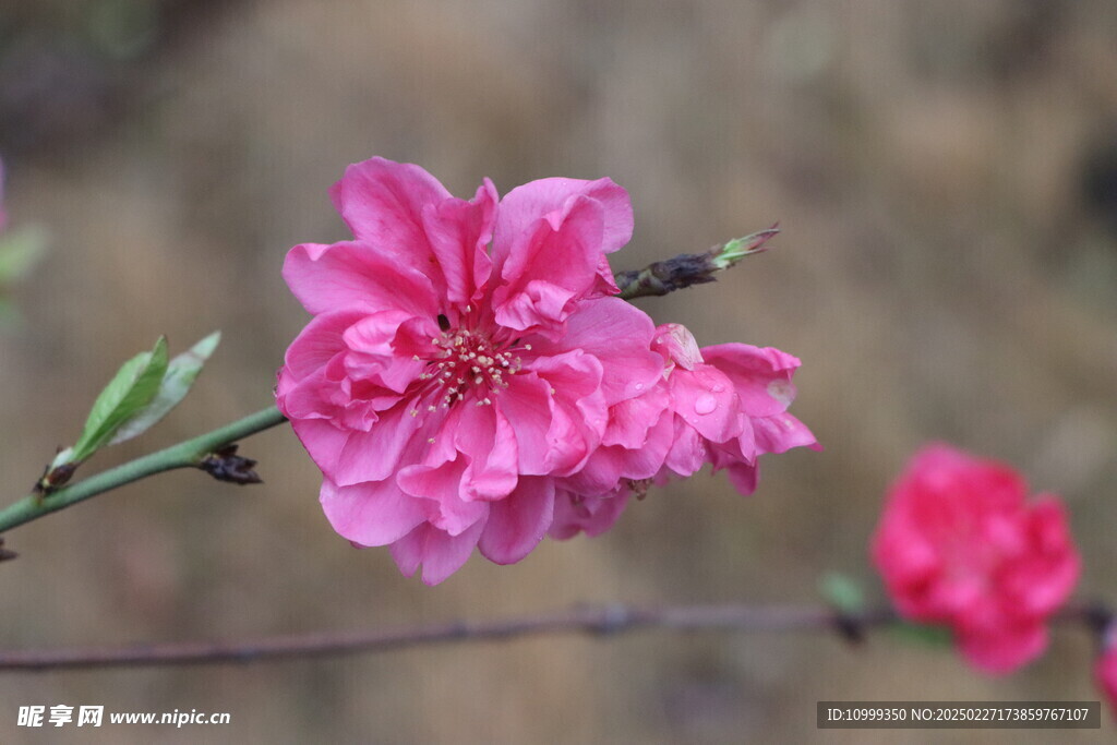 桃花