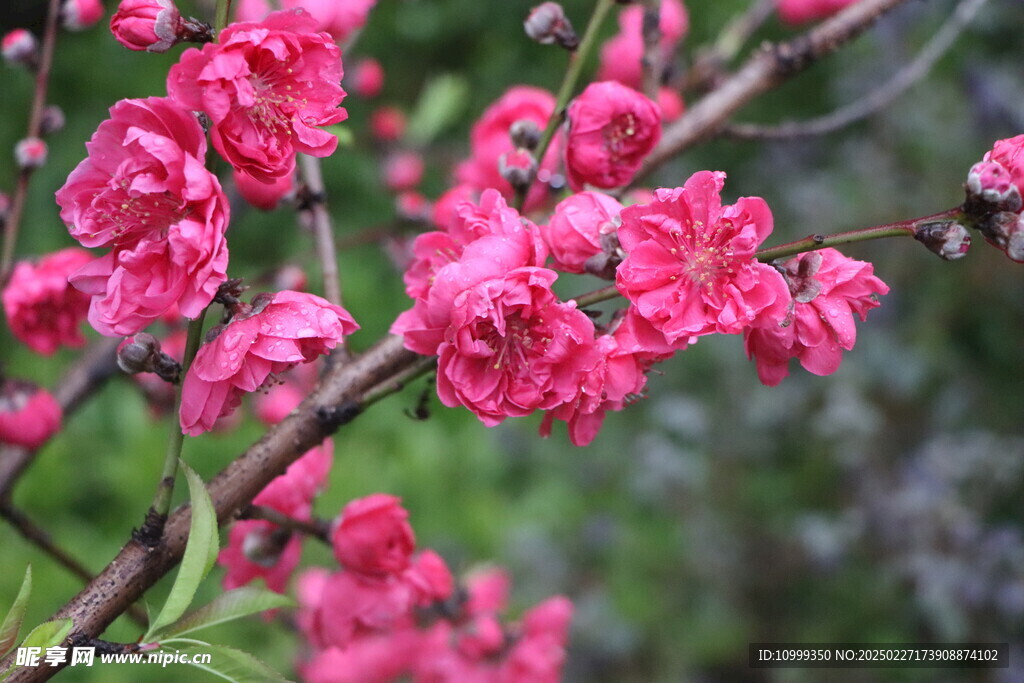 桃花