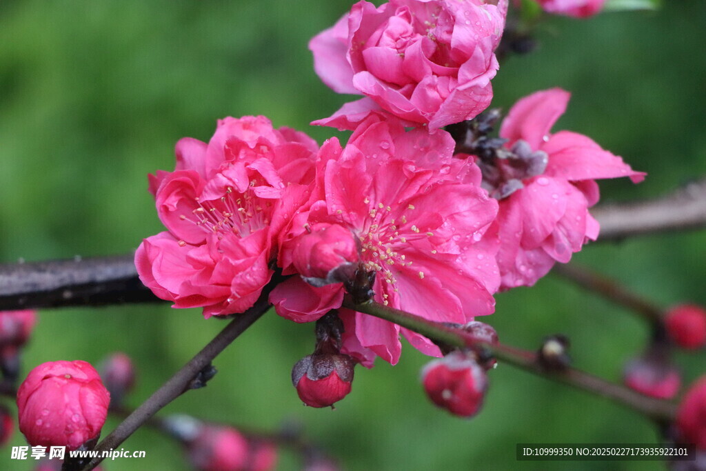 桃花