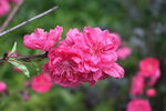 桃花盛开