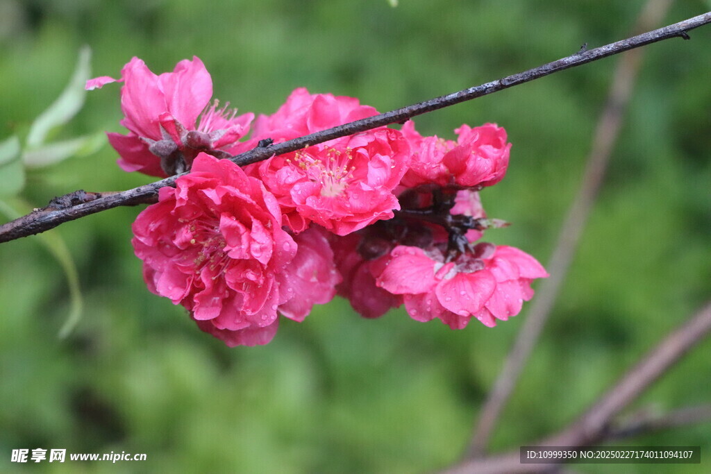 桃花盛开