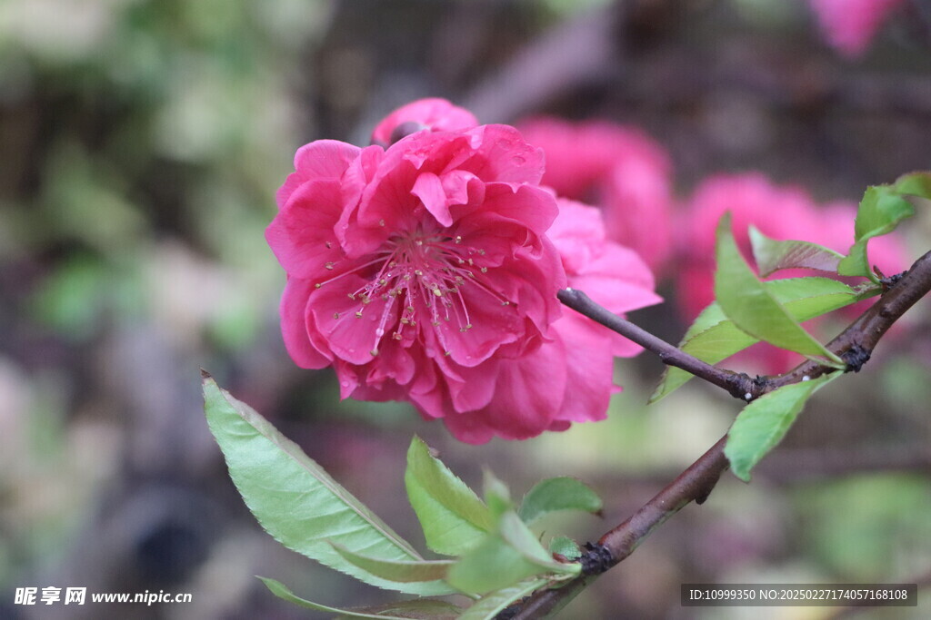桃花