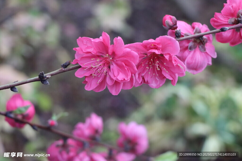 桃花