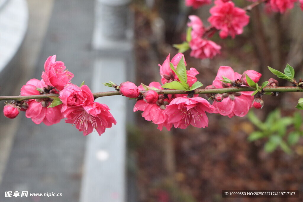 桃花盛开