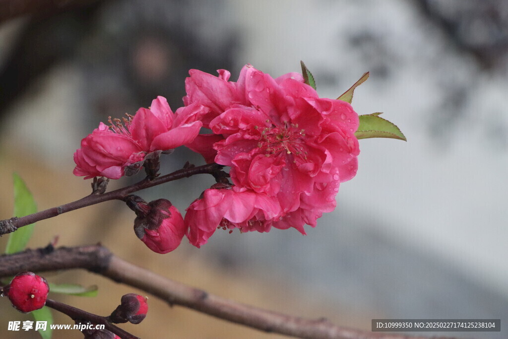 桃花