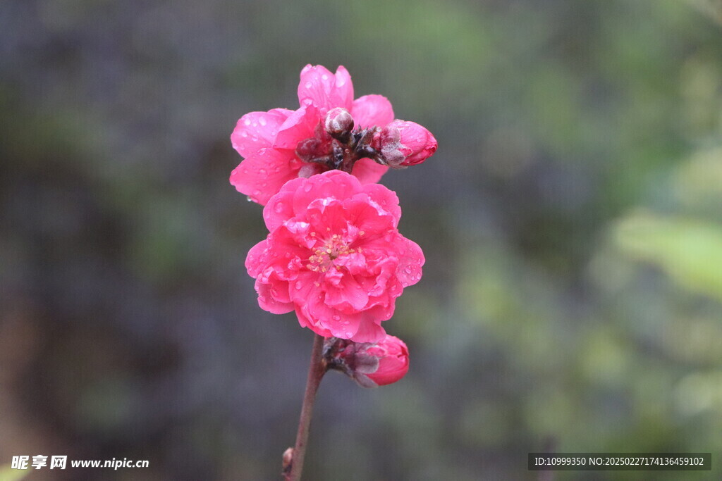 桃花