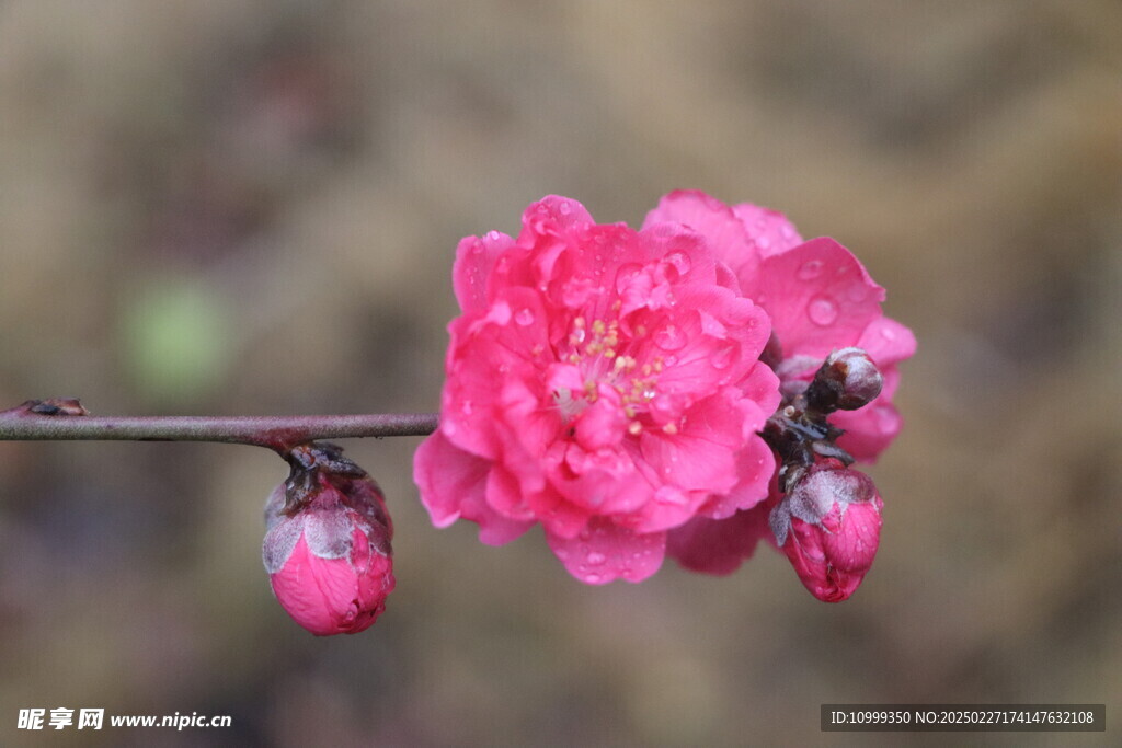桃花