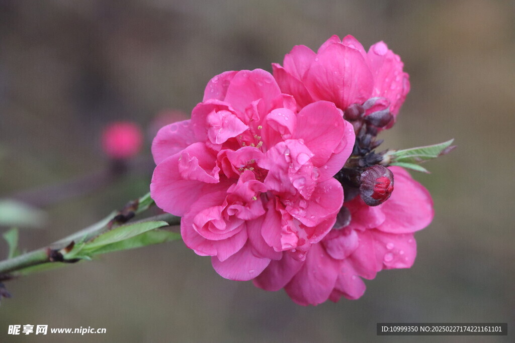 桃花