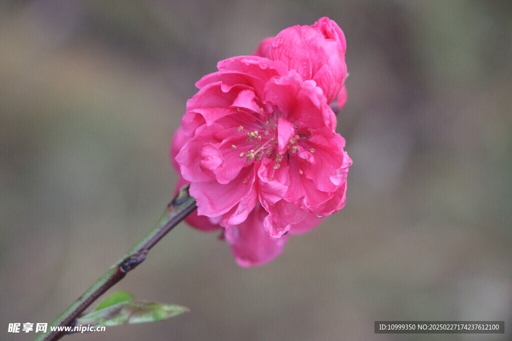 桃花
