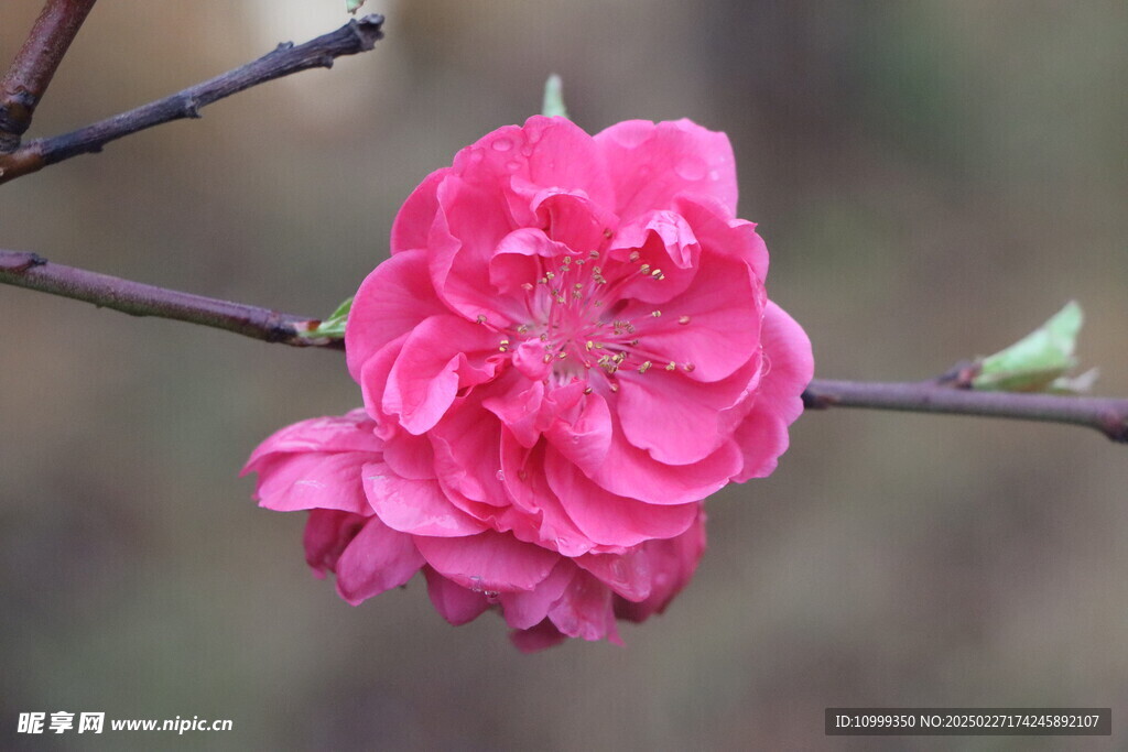桃花