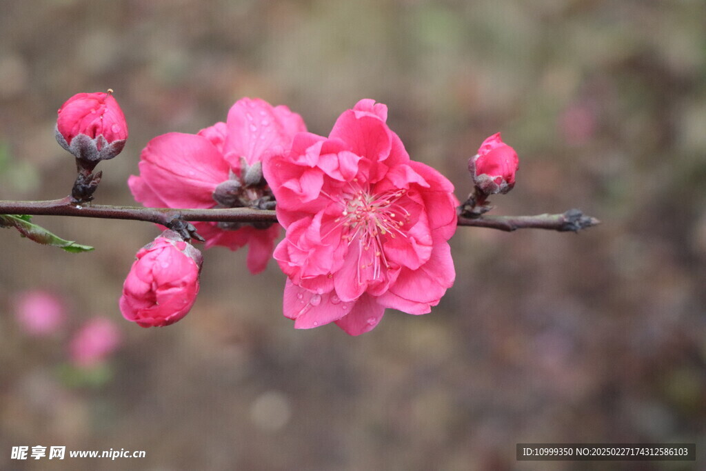 桃花