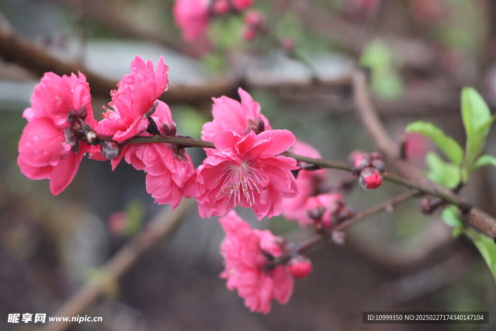 桃花