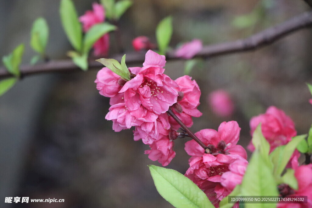 桃花