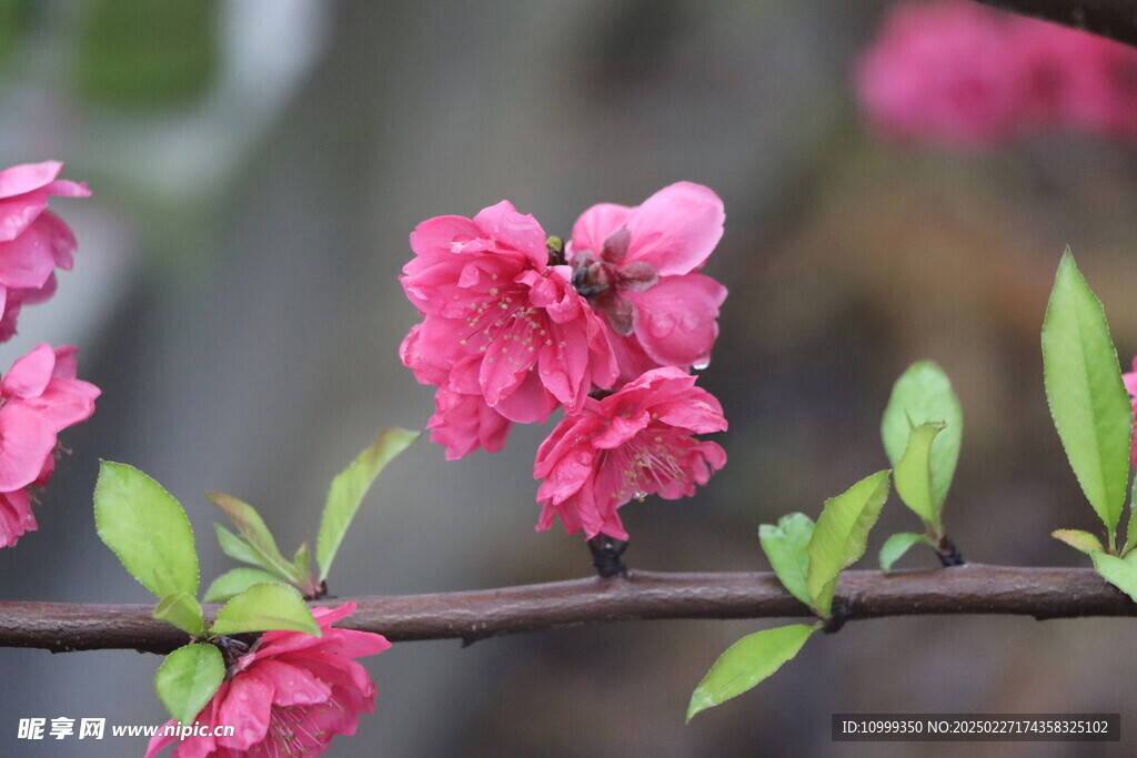 桃花