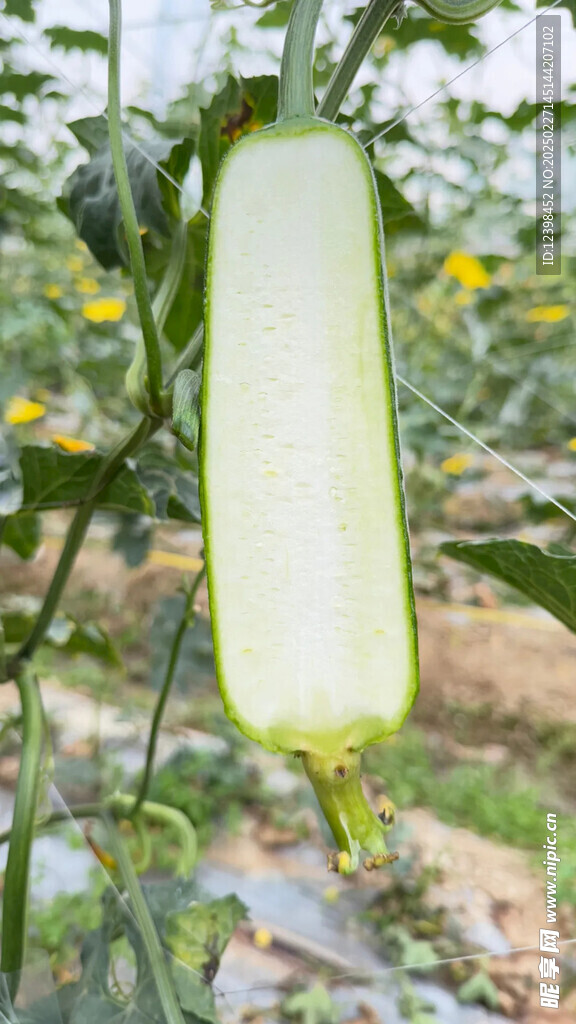 丝瓜