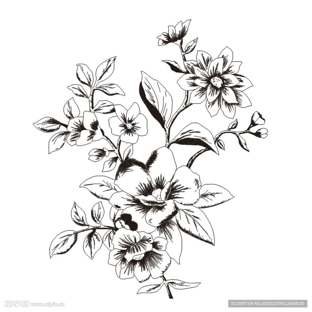 线稿 花