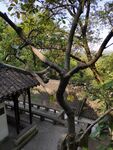 虎丘