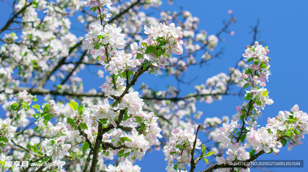 苹果花图片