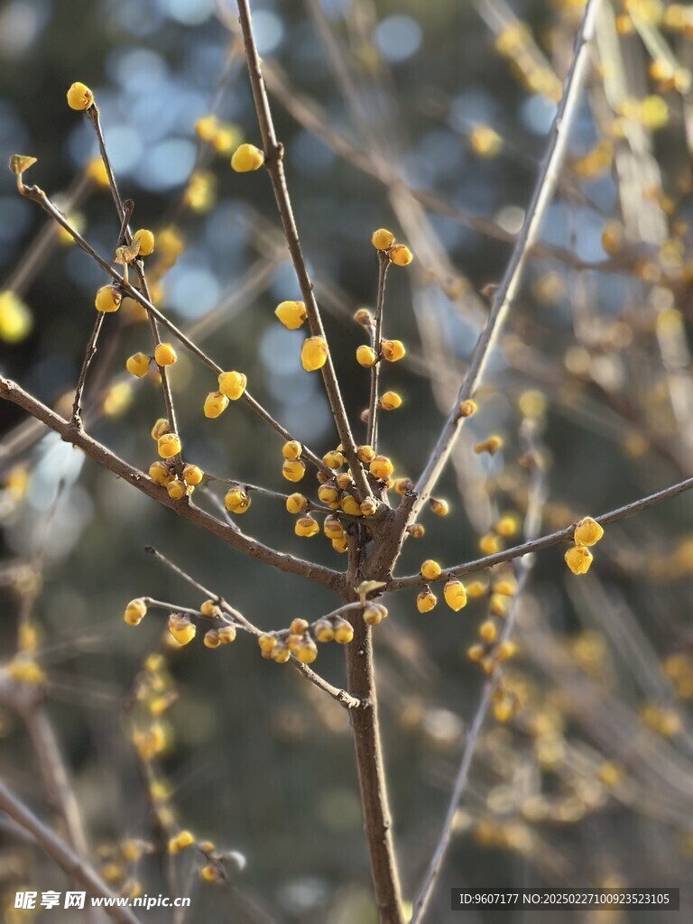 初春腊梅花蕾