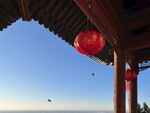 檐下飞鸟