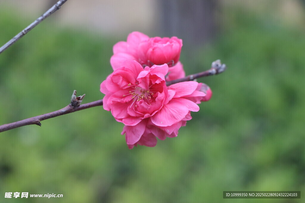 桃花