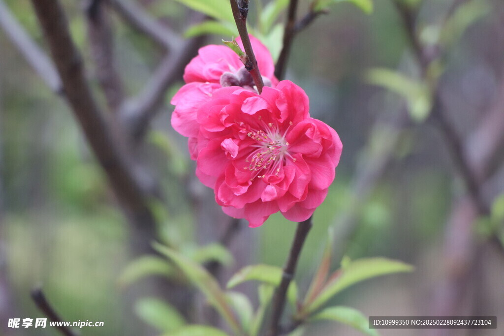 桃花