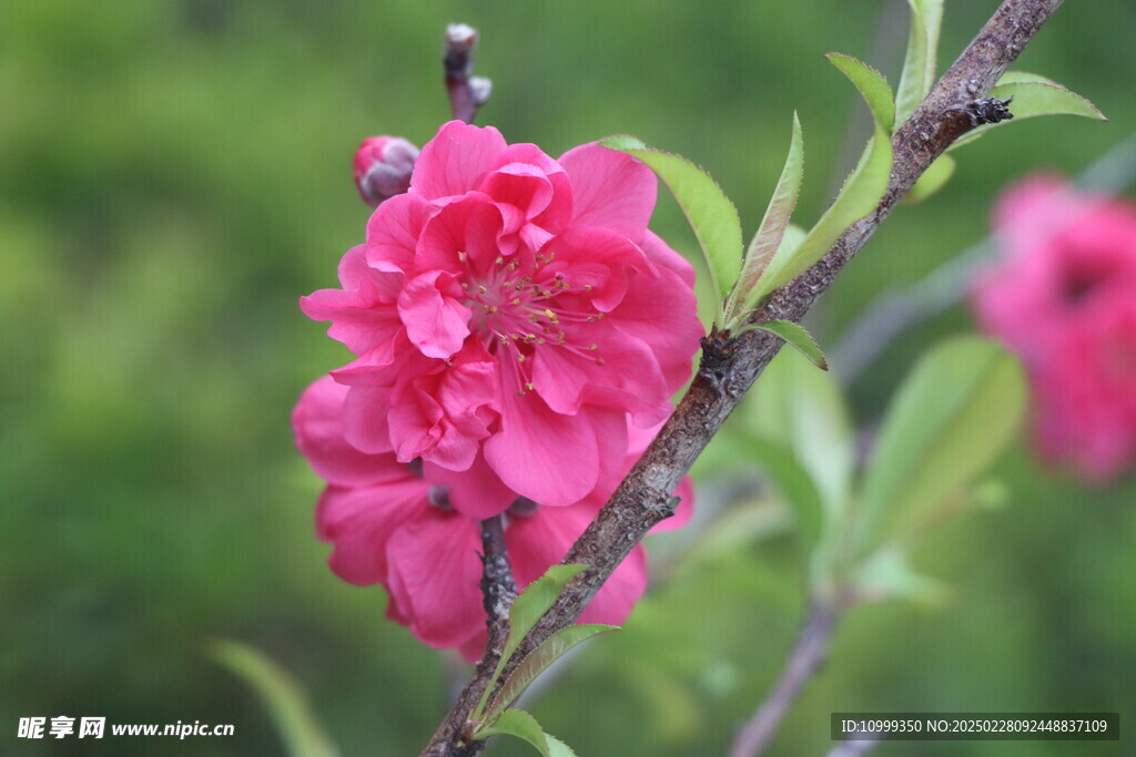 桃花