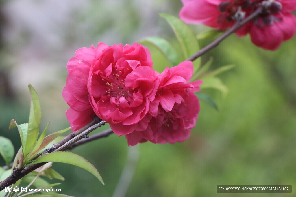 桃花