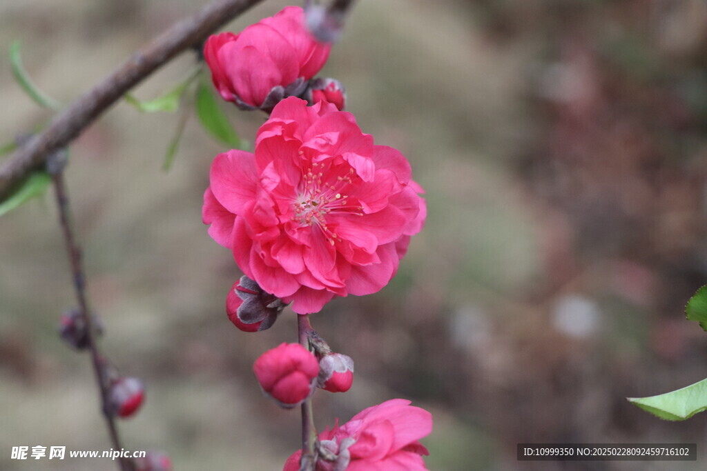桃花