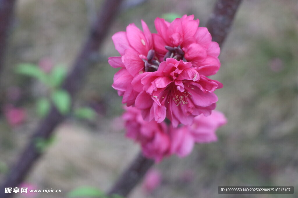 桃花