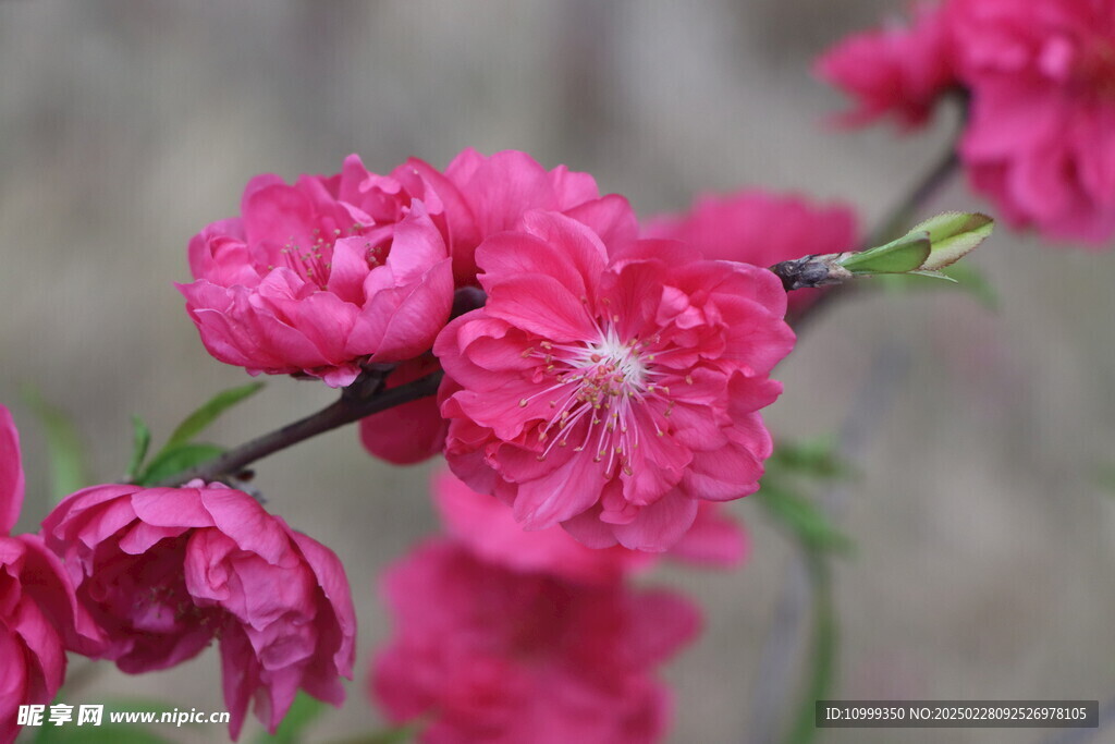 桃花