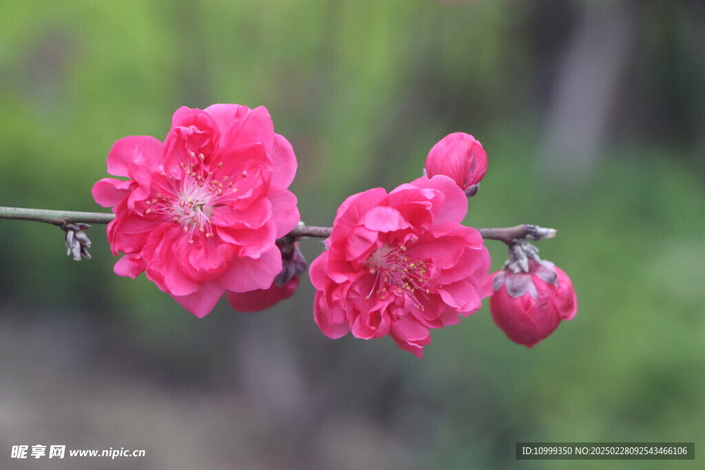 桃花