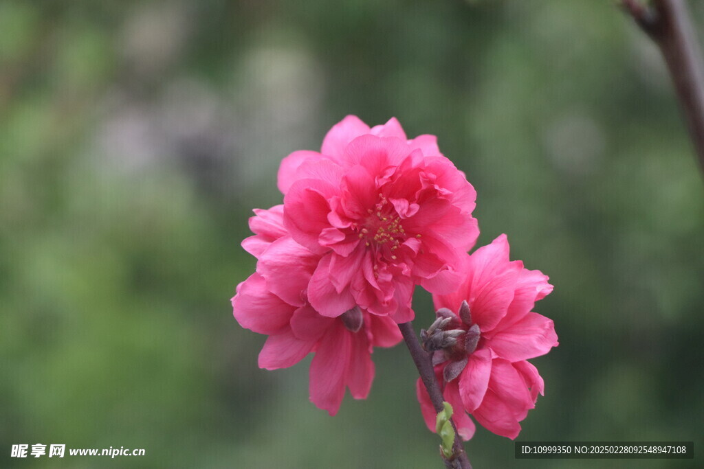 桃花