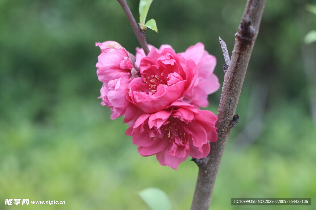 桃花