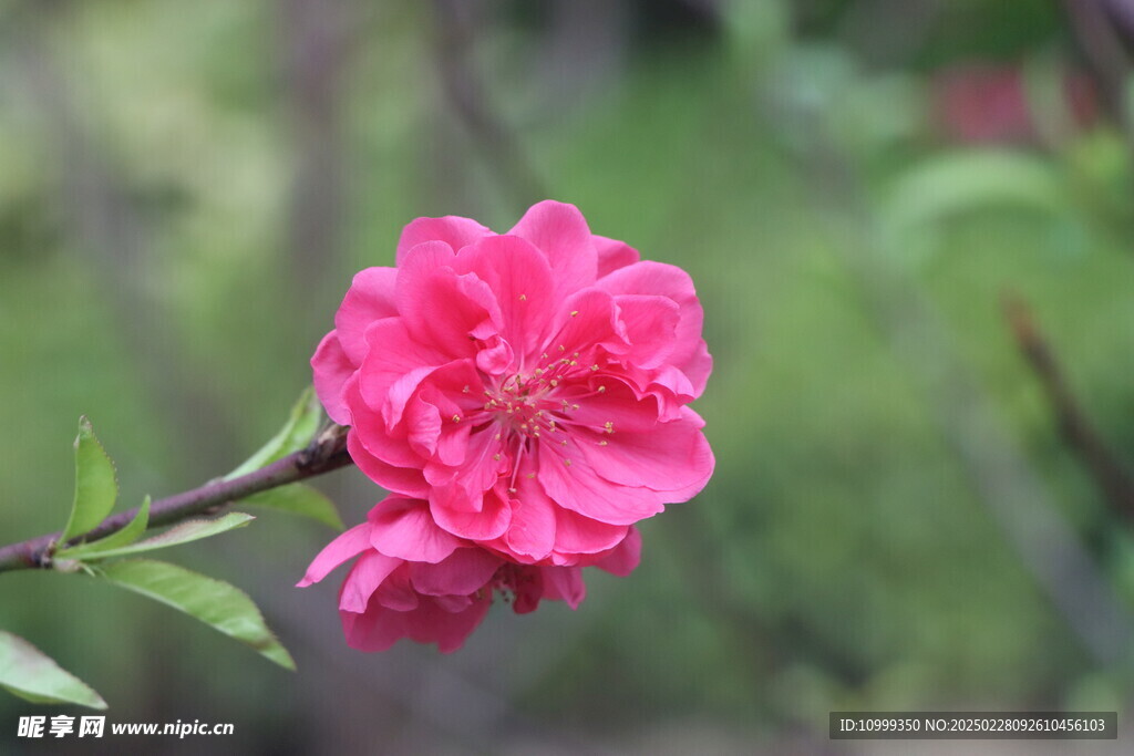 桃花