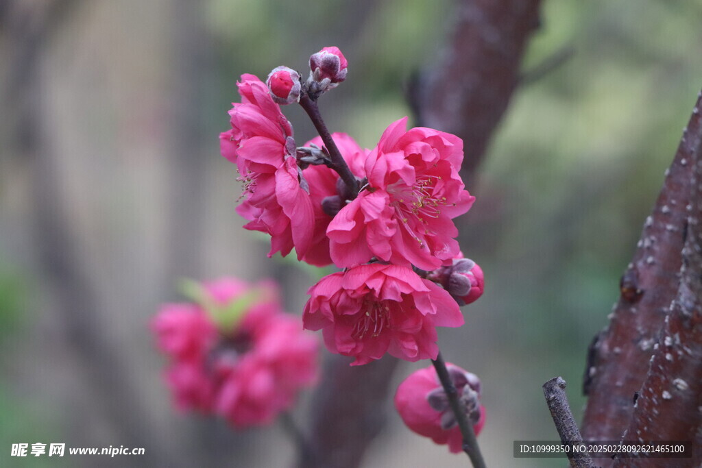 桃花