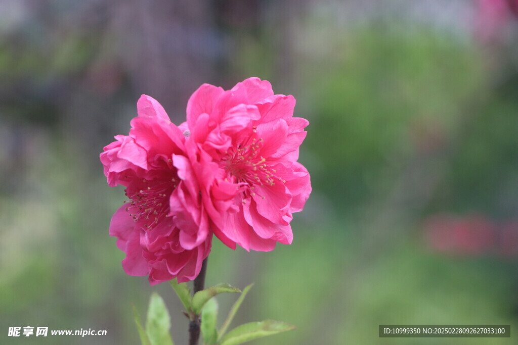 桃花